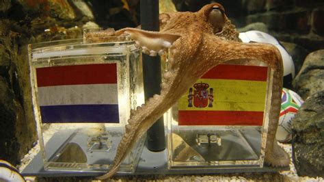 Paul the Octopus: The Legendary World Cup Oracle! .